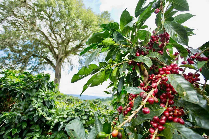 Tech Innovations Reshaping the Retail Landscape: AI Payments